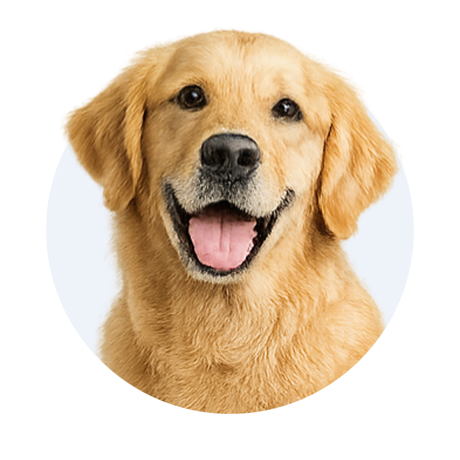 Hund